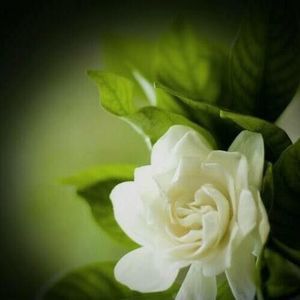 Meet your Posher, Argel